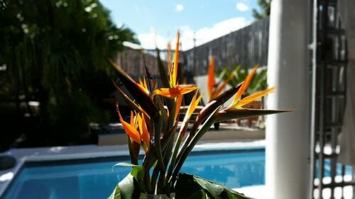 Jardin d'ébène Boutique Guesthouse