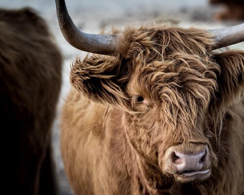 BIG4 Phillip Island Caravan Park