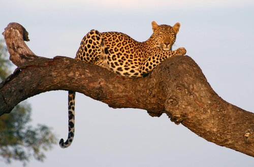 Twiga Beach Resort & Spa