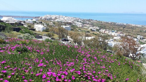 Alonistra Oia Houses