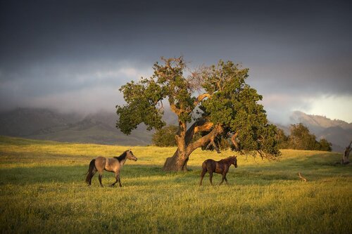 Fess Parker Wine Country Inn