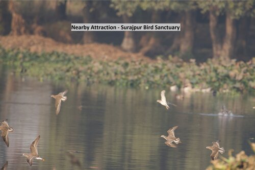 44000 The Nest - Knowledge Park