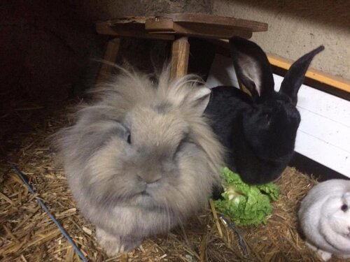 Snowbunnys Backpackers Hostel