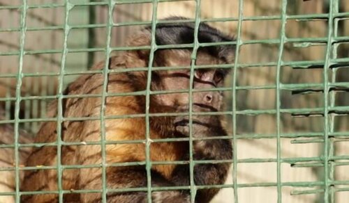 Emahlathini Guest & Monkey Farm