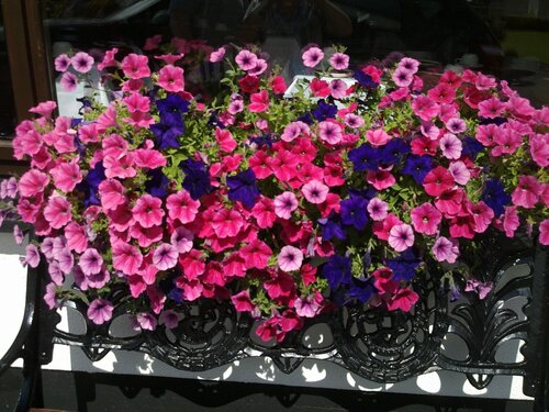 Mountain View Guesthouse