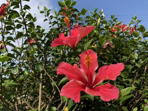 Painushima Resort Coral Fish