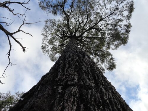 Down To Earth Farm Retreat