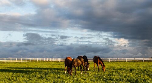 Pałac Ciekocinko Hotel Resort & Wellness