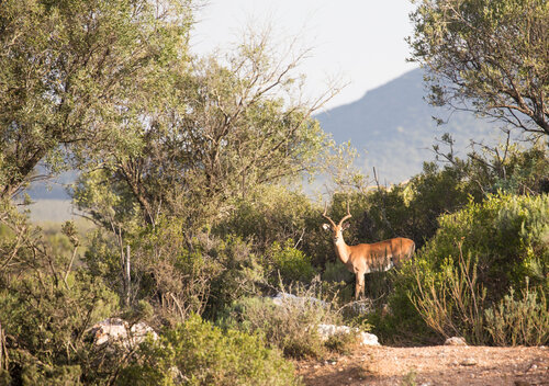 Wildehondekloof Private Game Reserve