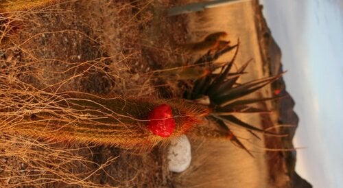 Goibib Mountain Lodge