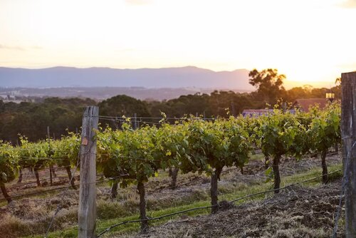 Wandin Valley Estate