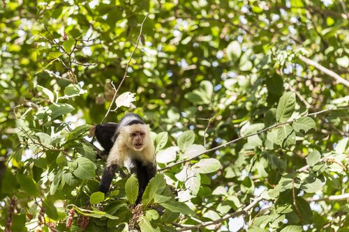 Four Seasons Resort Costa Rica At Peninsula Papaga