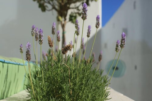 Glykeria Mini Suites