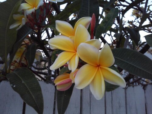 The Laureate Key West