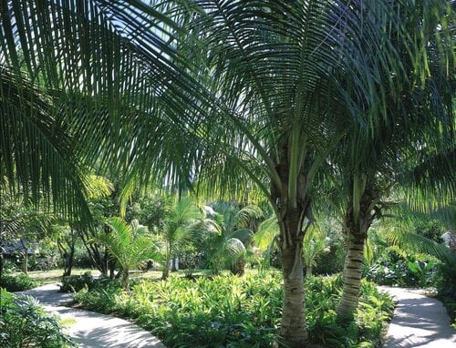 Carlisle Bay Antigua
