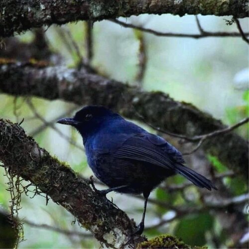 Greenwood Udawalawa Safari Resort