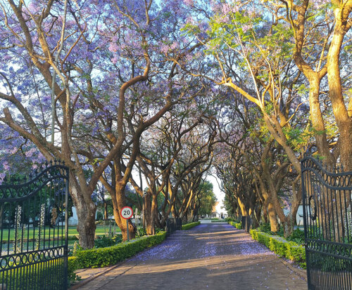 Kievits Kroon Gauteng Wine Estate