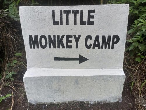 Little Monkey Camp
