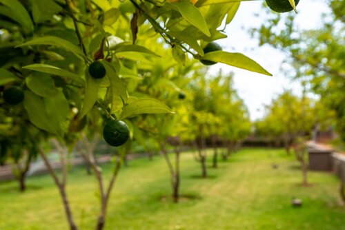 The Lemonary Marrakech