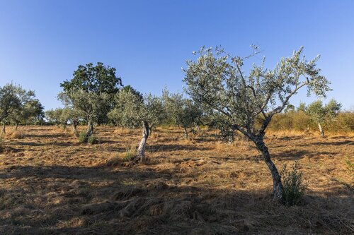 Quinta Do Chã£o Da Vinha