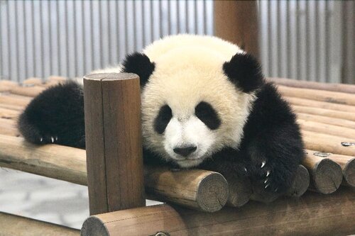 Kisyu Shirahama Onsen Musashi