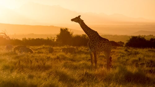 Gondwana Game Reserve