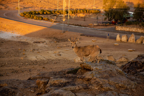 Ramon Suites by Smart Hotels