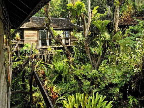 Fern Paradise Chiang Mai