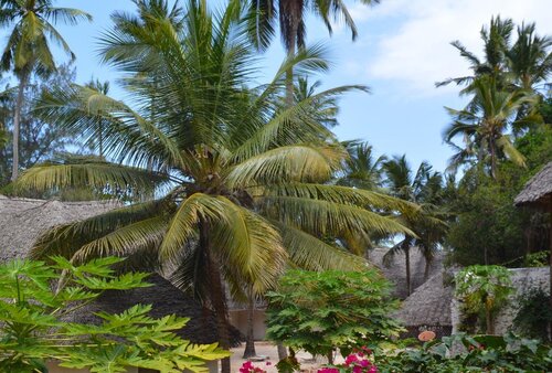 Ora Resort Coral Reef