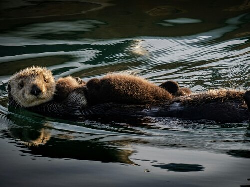 InterContinental The Clement Monterey