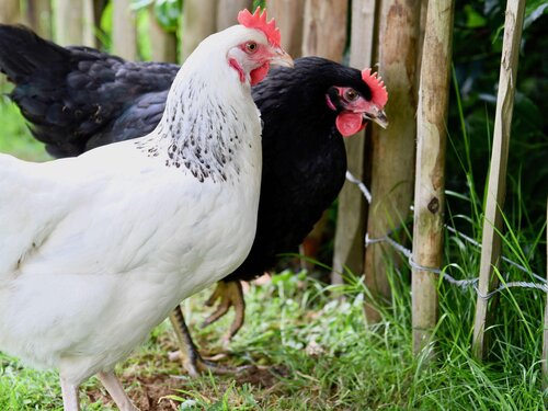 ibis Brest Kergaradec Aéroport