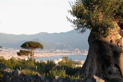 Palazzo Rosenthal Vesuview Resort