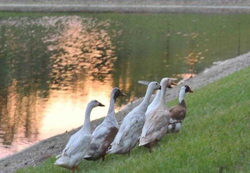 SpringHill Suites Vero Beach