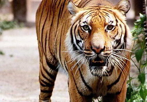 Residence Inn Houston North