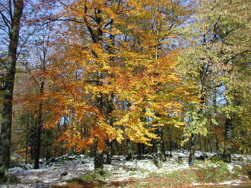 Apartments & rooms Kristic