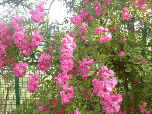 Casanova Inn - Boutique Hotel