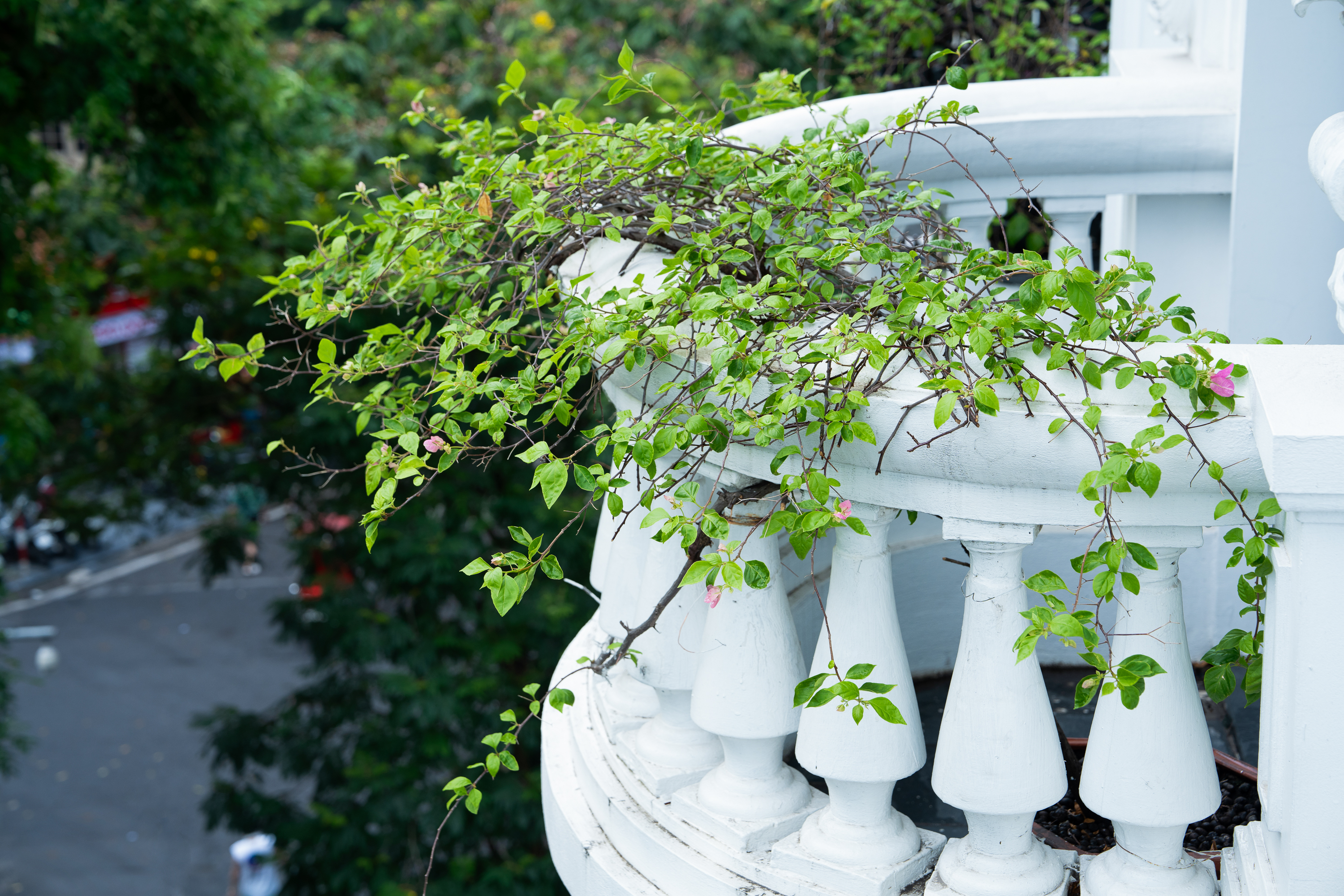 Suite with Terrace with Views