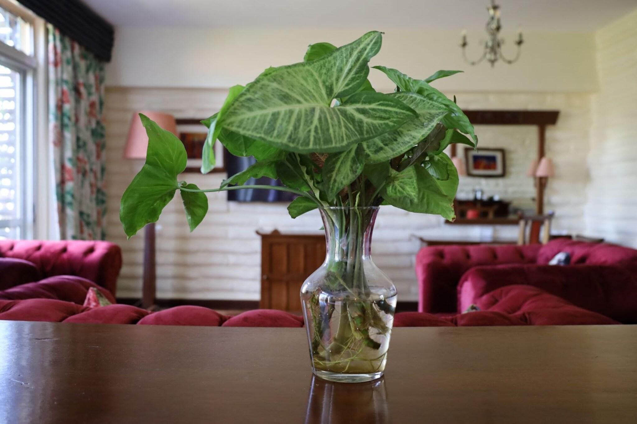 Suite Executive Queen Bed