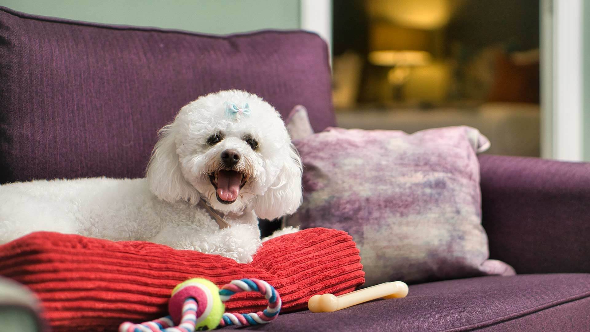 Apartment Two Bedrooms Two Bathrooms