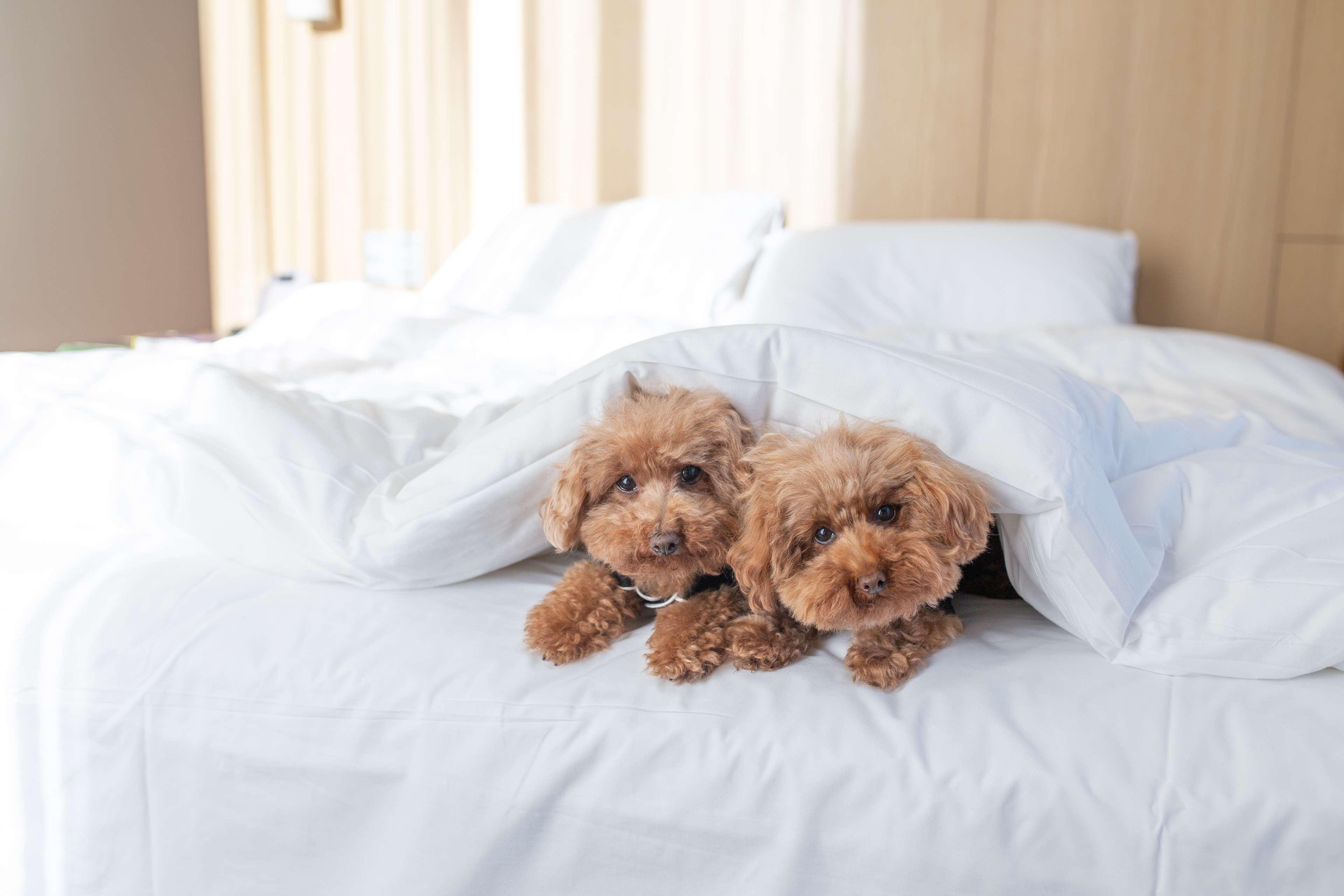 Double King Size Bed