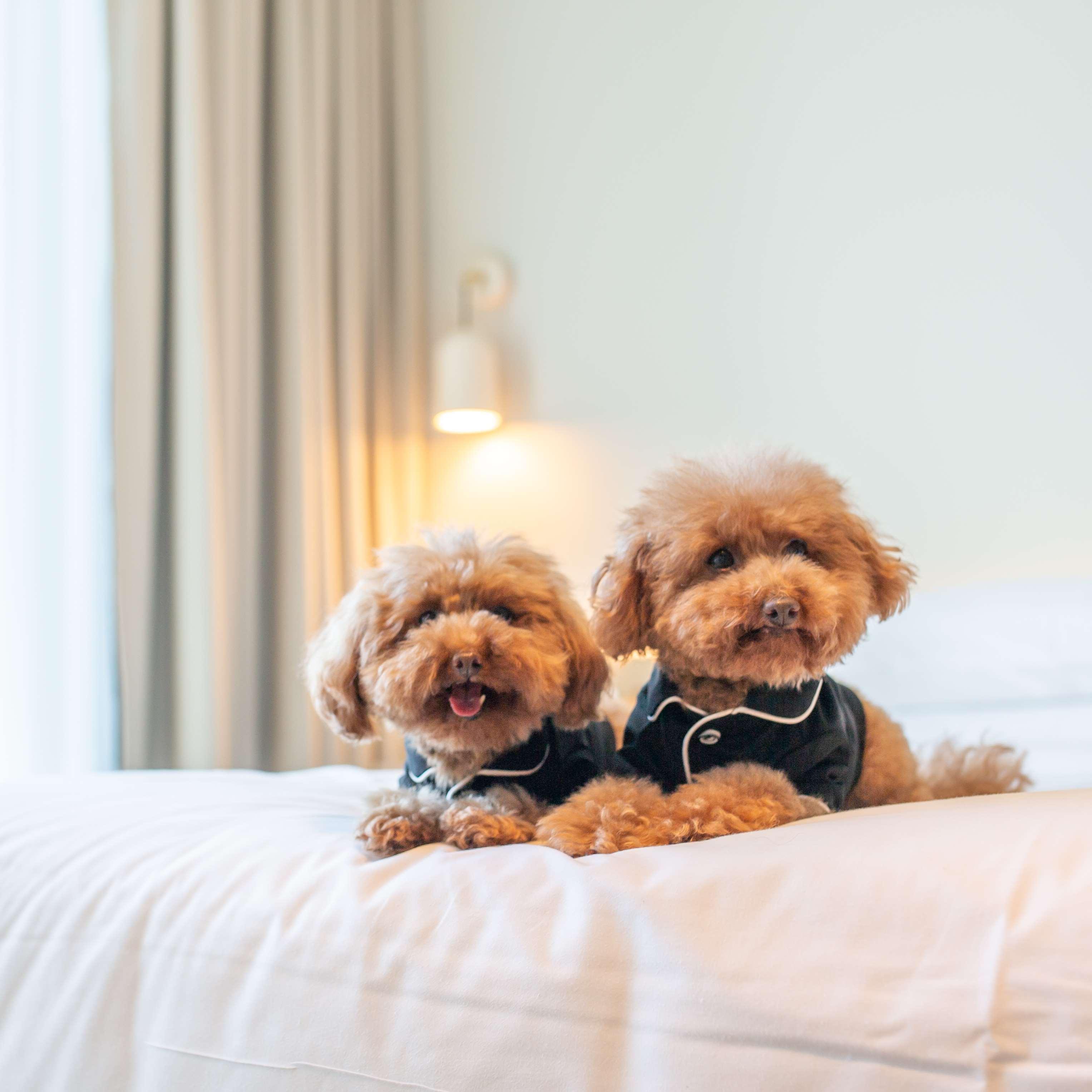 Double King Size Bed