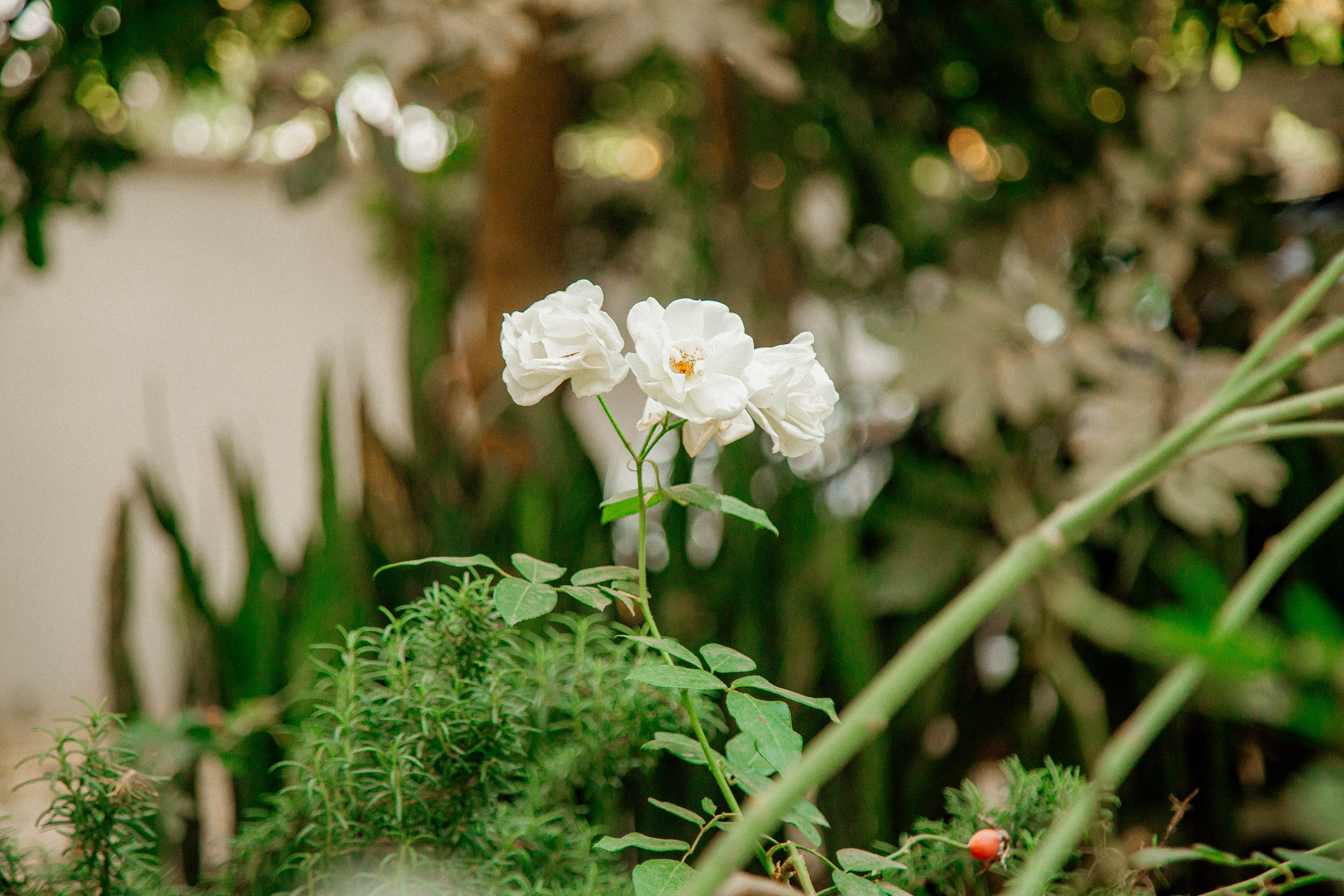 Double Deluxe with Balcony