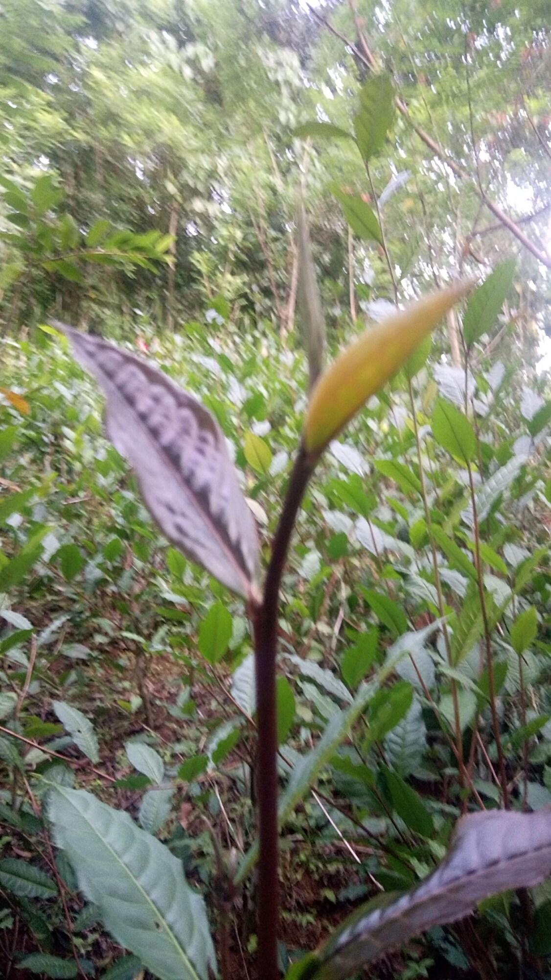 Double Smoking with Views