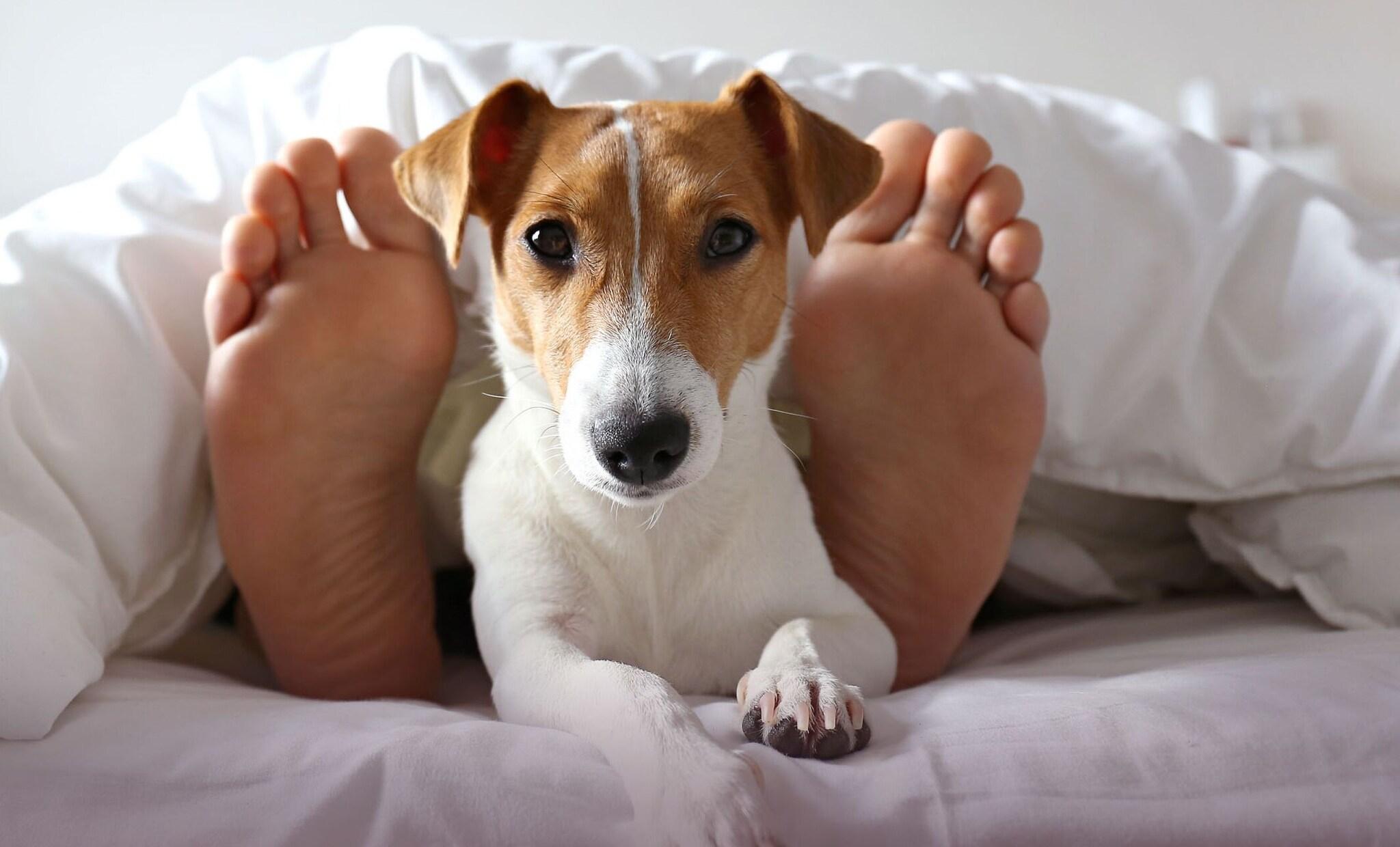 Studio Two Queen Beds