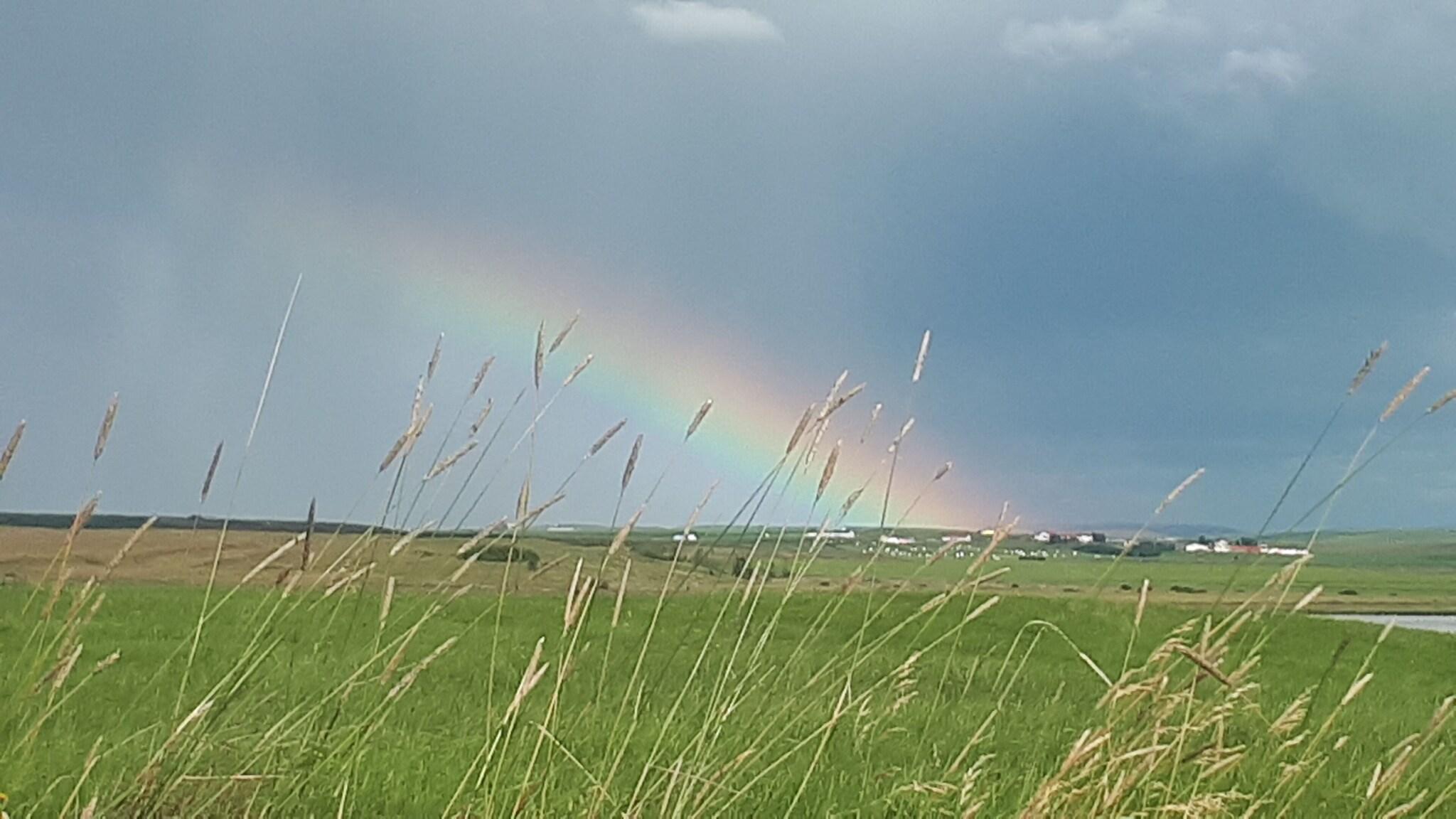 Family Room Bunk Bed