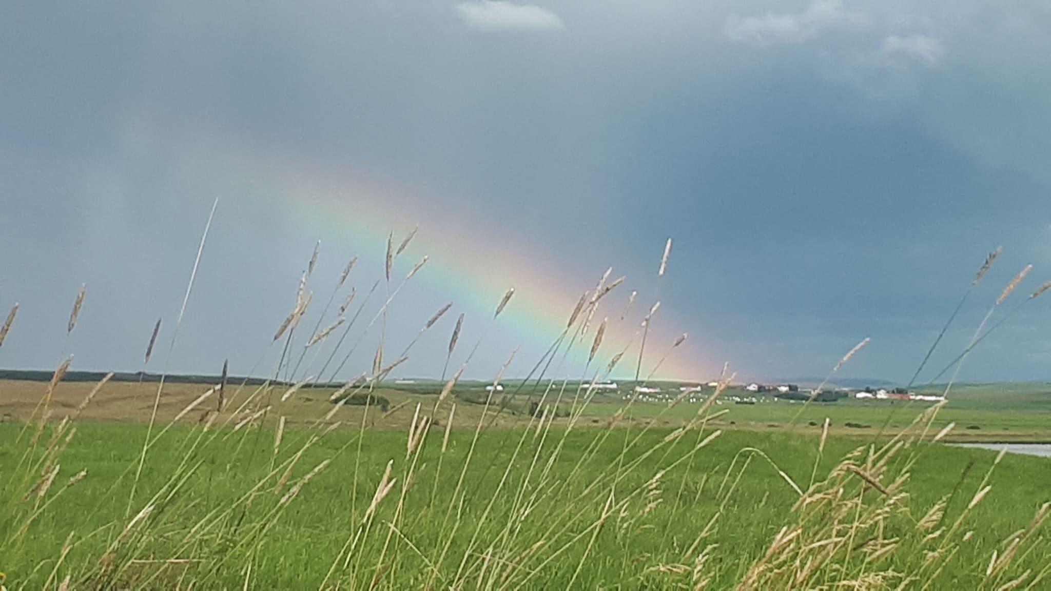 Family Room Bunk Bed
