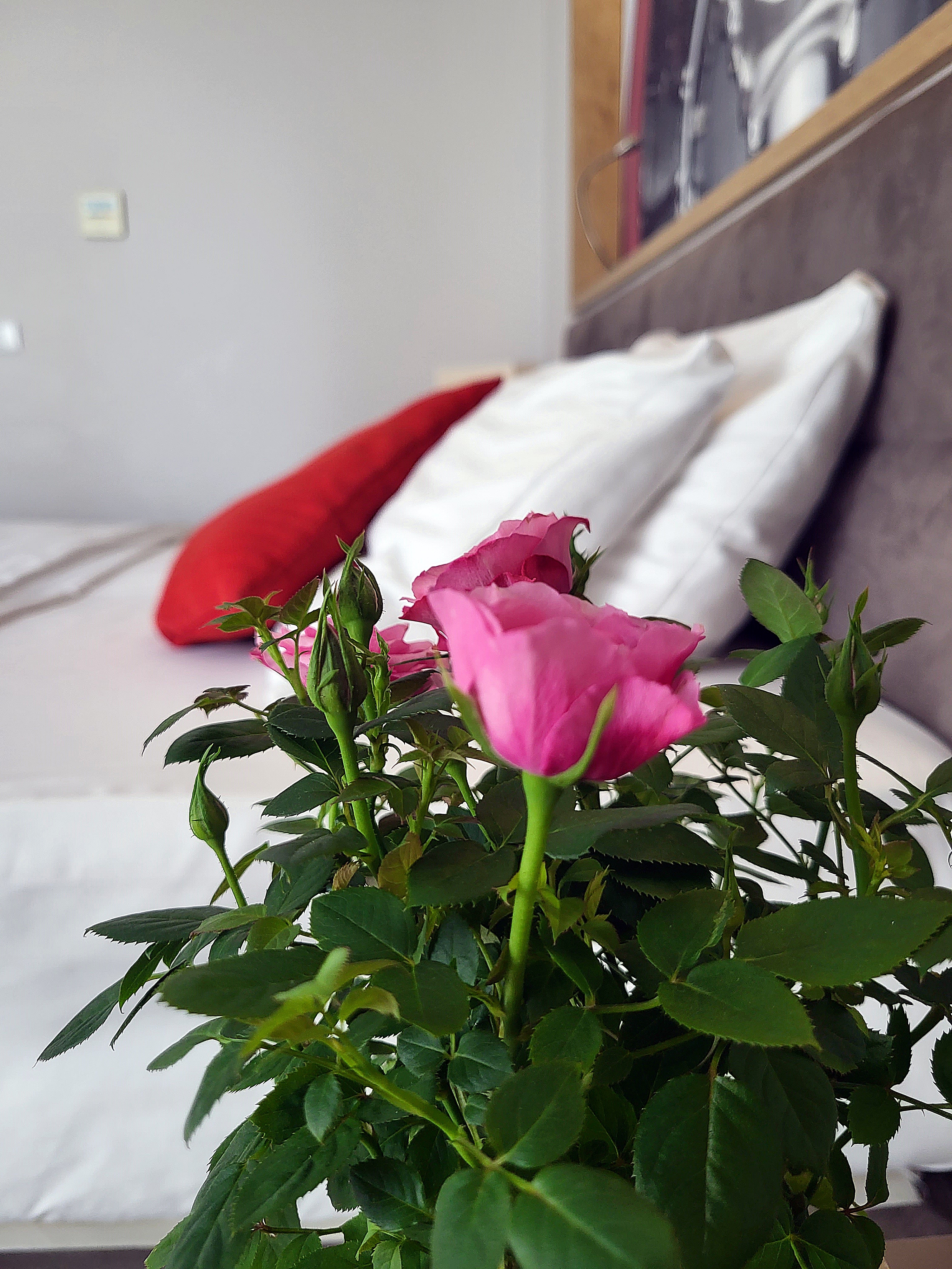 Double or Twin Comfort