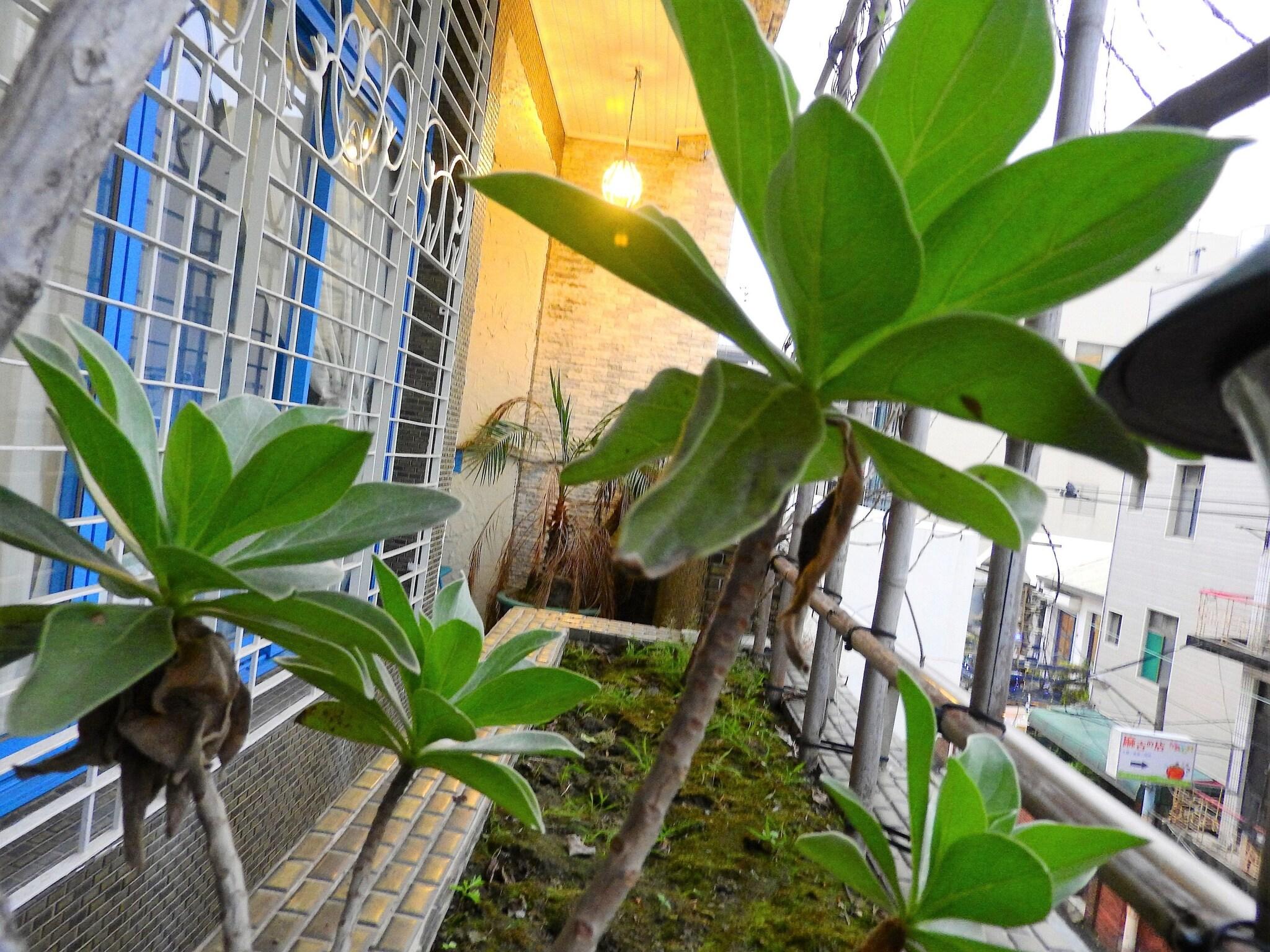 Quadruple Two Double Beds One Bedroom 