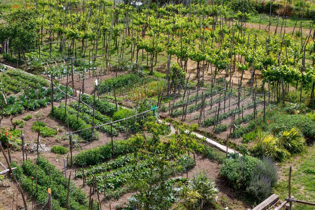 Double Superior Garden View