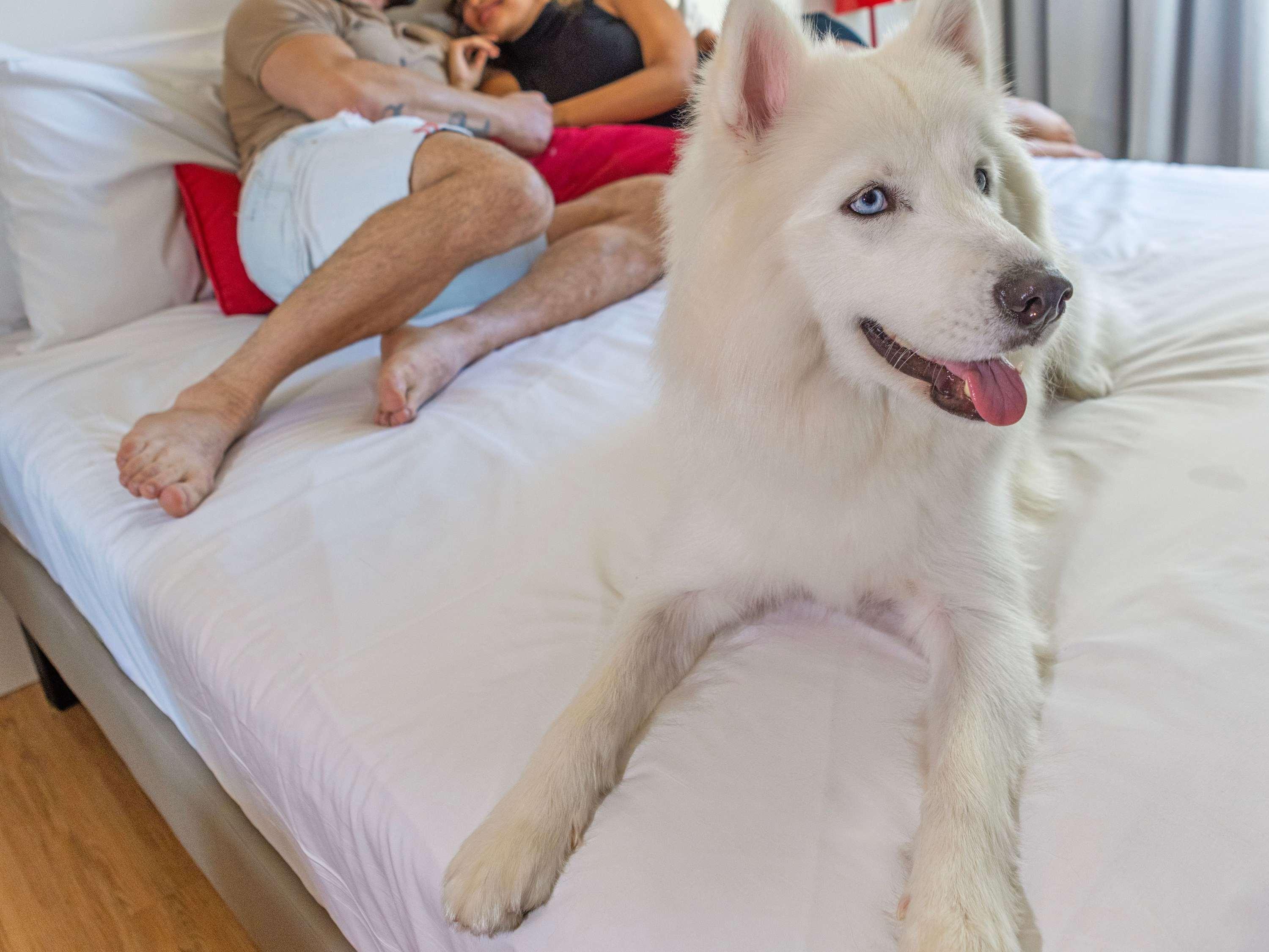 Apartment Queen Size Bed